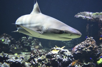 Tiburón nadando en un arrecife de coral.
