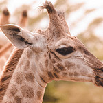 girafa