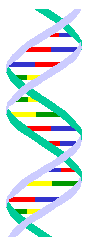 ADN