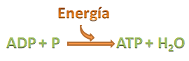 ATP
