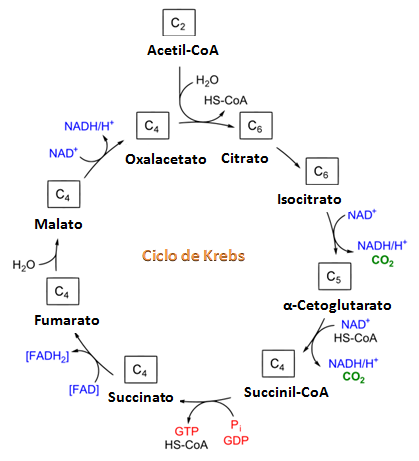 Ciclo de Krebs