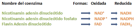Coenzimas