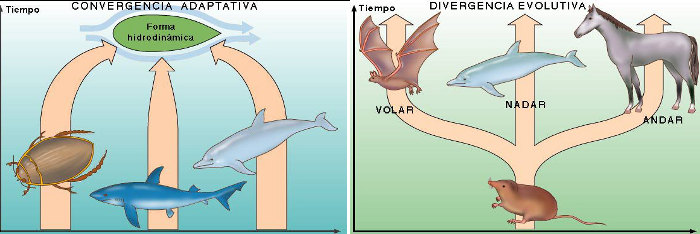 Convergencia y divergencia evolutiva