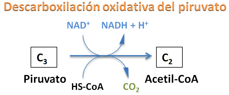 Descarboxilación oxidativa del piruvato