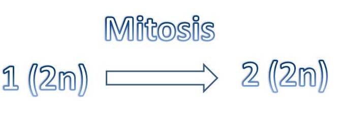 Mitosis