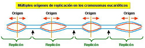 Replicones