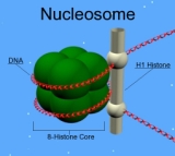 Nucleosoma