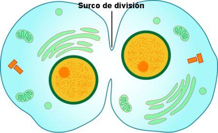 Surco de división