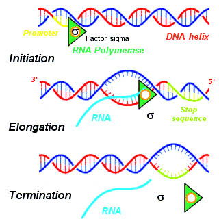 Señales de inicio y fin de la transcripción
