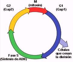 Ciclo celular