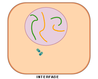 Interfase