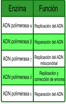 Polimerasas