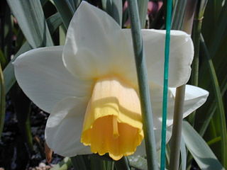 La flor del narciso
