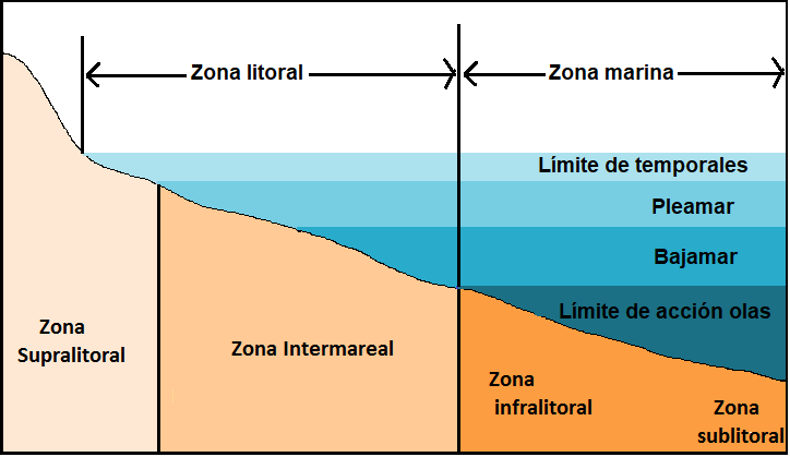 diagrama de zona intermareal