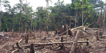 Deforestación en el Amazonas