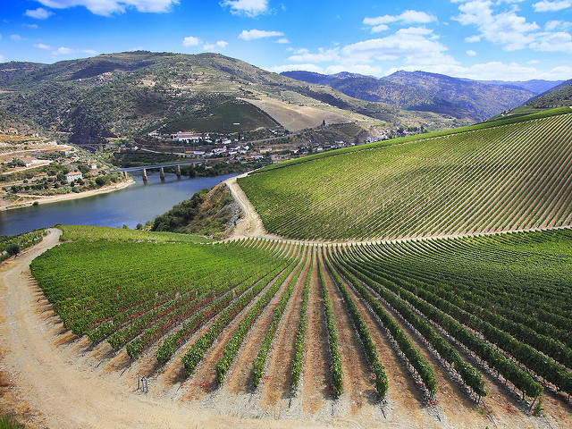 La ribera del Duero es un territorio en el que se localizan viñedos de excelente calidad