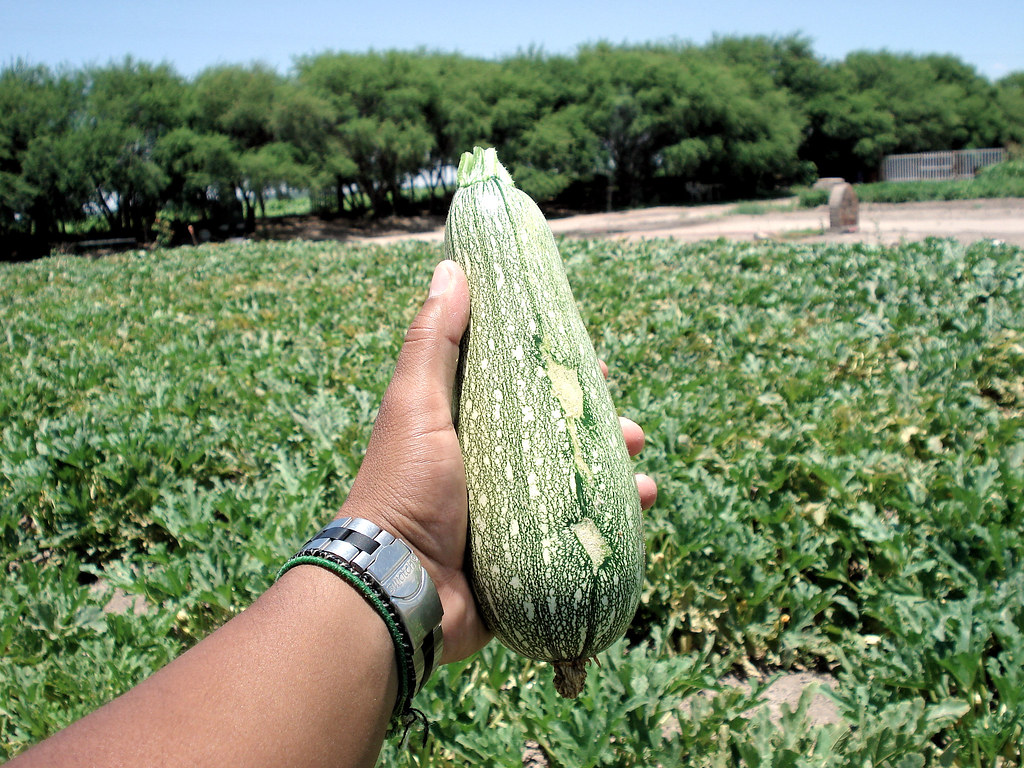La imagen muestra una mano sujetando un calabacín y detras las plantas de calabacín.