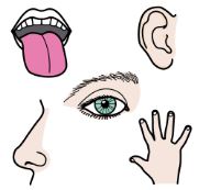 La imagen muestra los cinco sentidos: una boca, una oreja, un ojo, una mano y una nariz.