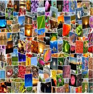 La imagen muestra muchas fotografías.