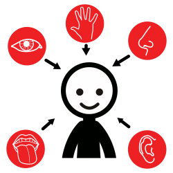 Persona con iconos que la rodean cada uno con la imagen de uno de los cinco sentidos. Persona con iconos que la rodean cada uno con la imagen de uno de los cinco sentidos.