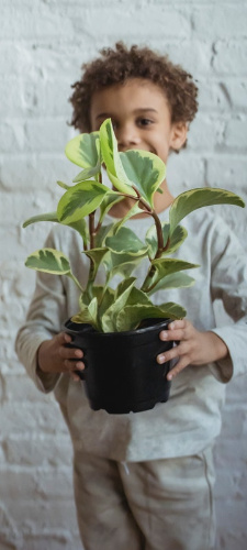 La imagen muestra una maceta con una planta en brazos de un niño. 