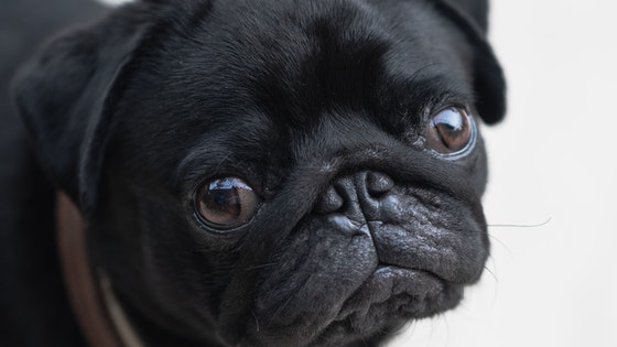 La imagen muestra la cara de un perro muy cerca. 