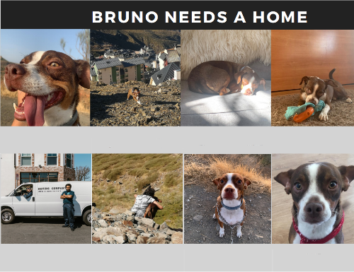  La imagen muestra un cartel en el que se desarrolla la historia de un perro llamado Bruno