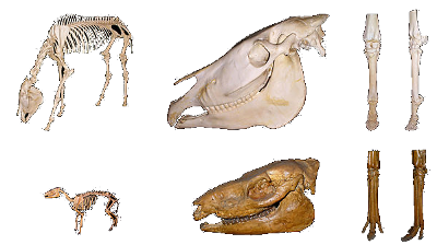 caballo