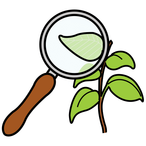 La imagen muestra un dibujo de una lupa con la que se está mirando una planta