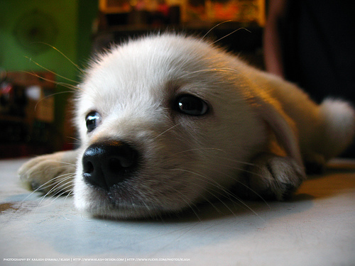 Un chien