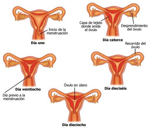 ciclo menstrual