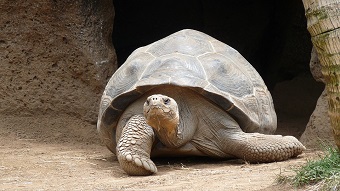 Tortuga