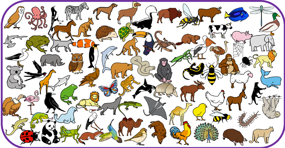 Apoyo visual descripción de animales