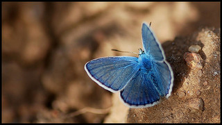 Mariposa