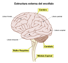 Estructura externa del encéfalo