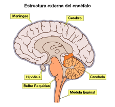 Estructura interna del encéfalo