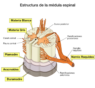 Estructura de la médula espinal
