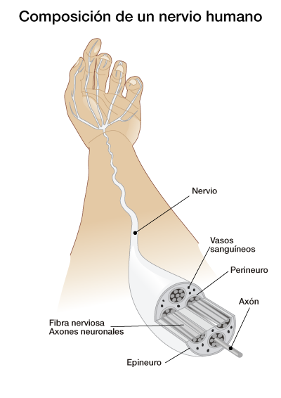Composición de un nervio humano