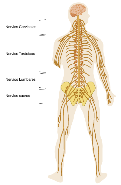 nervios torácicos