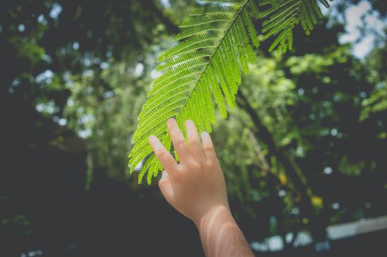 Aparece una mano de un niño tocando unas hojas de un árbol.