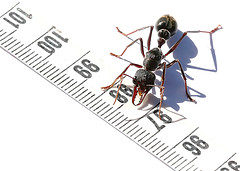 Medida de una hormiga