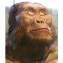 Australopithecus afarensis