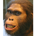 Australopithecus africanus