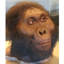 Paranthropus boisei
