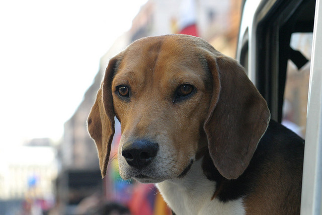A dog face