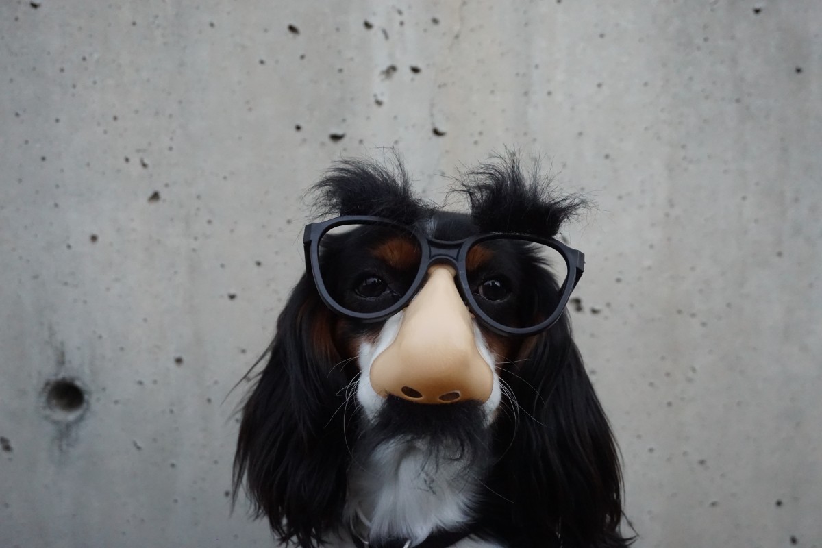 La imagen muestra un perro con unas gafas y nariz de disfraz.