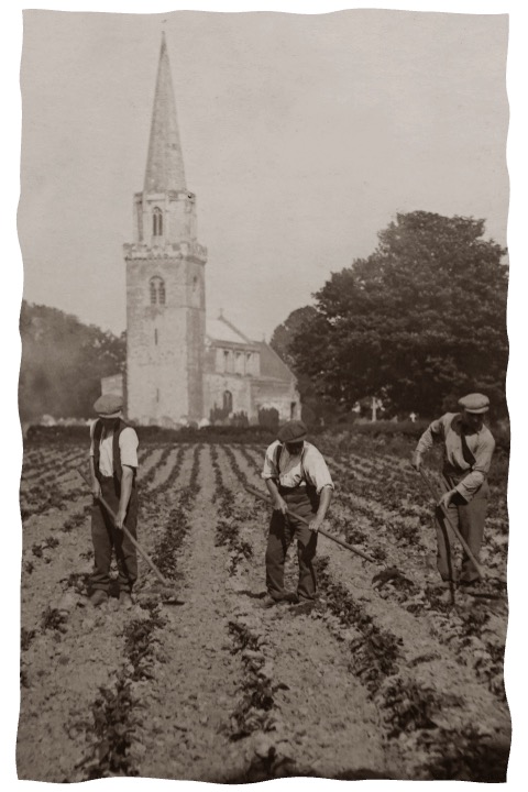 Men plowing field