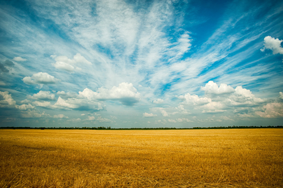 La imagen muestra un campo de cultivo en un día soleado.