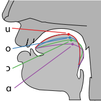 Vocal Tract