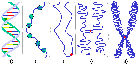 ADN y cromatina